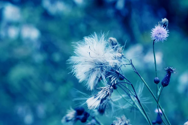 Dandelion flower background — Stock Photo, Image