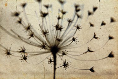 siyah ve beyaz çiçek