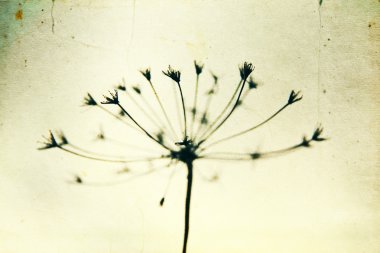 siyah ve beyaz çiçek