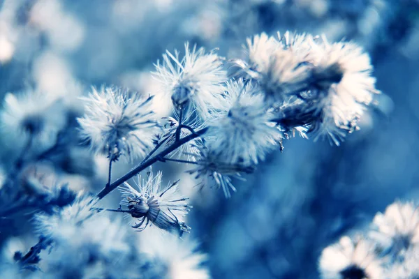 Floral background — Stock Photo, Image