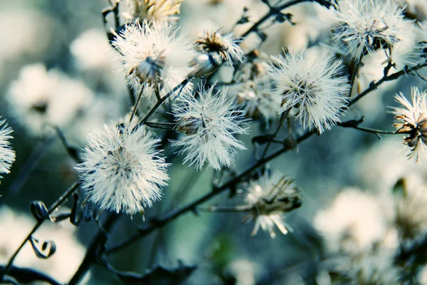 花の背景 — ストック写真