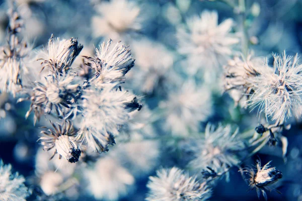Fond floral — Photo