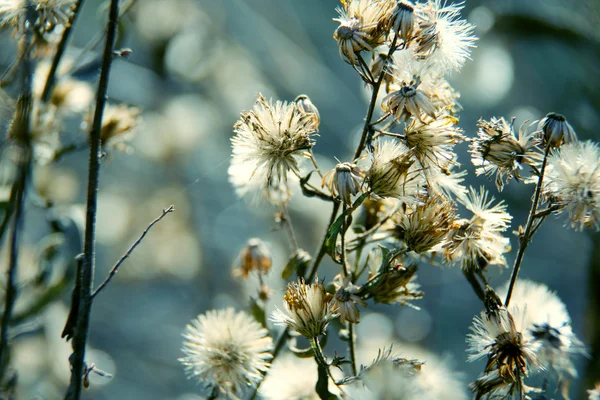 Blommig bakgrund — Stockfoto