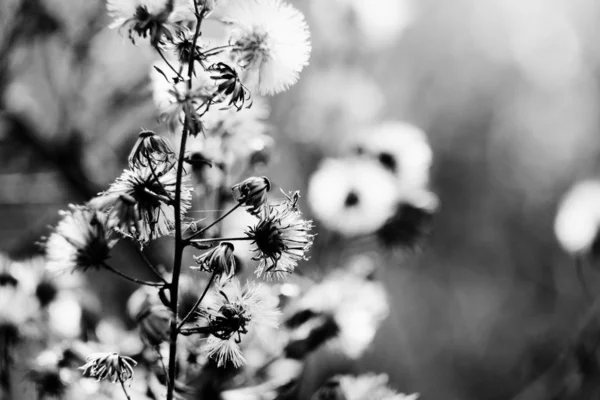 Blommig bakgrund — Stockfoto