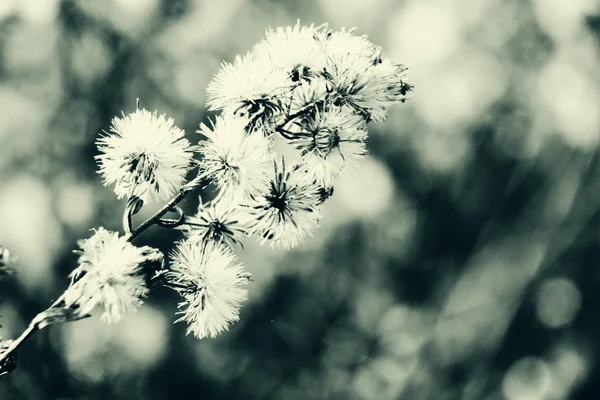 花の背景 — ストック写真