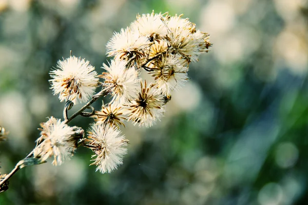 Blommig bakgrund — Stockfoto