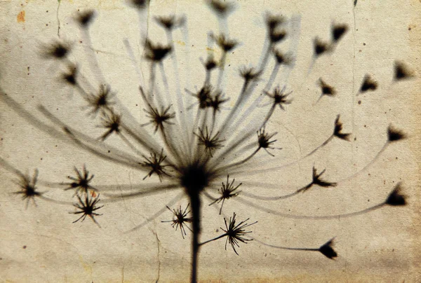 Flor preta e branca — Fotografia de Stock