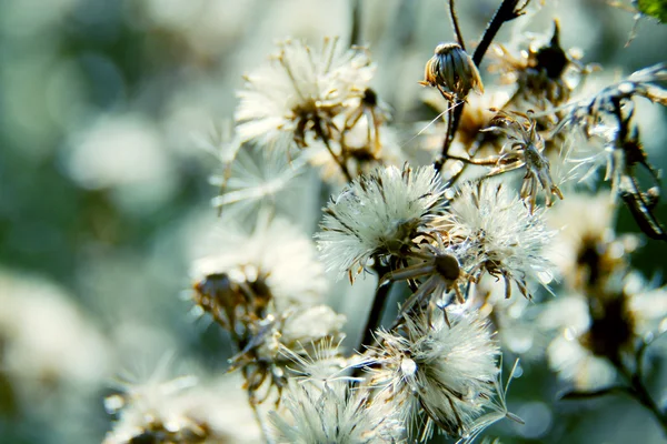 Floral φόντο — Φωτογραφία Αρχείου