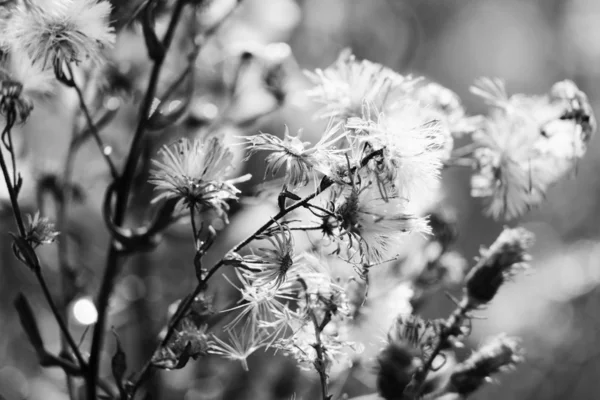 Floral background — Stock Photo, Image