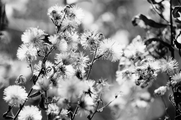 Blommig bakgrund — Stockfoto