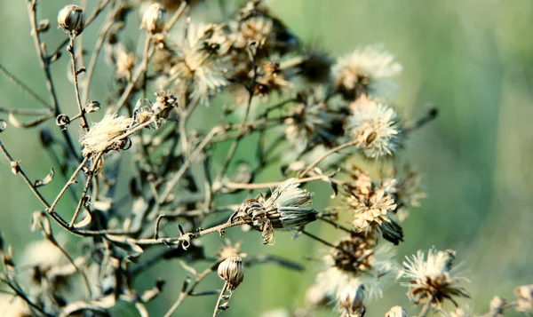 Blommig bakgrund — Stockfoto