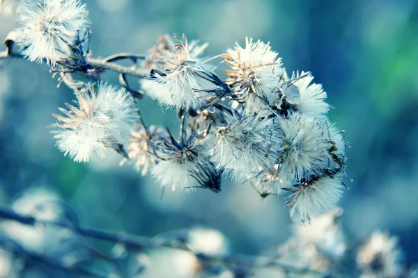 Blommig bakgrund — Stockfoto