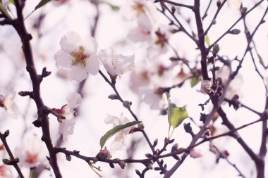 doğal çiçek arka plan