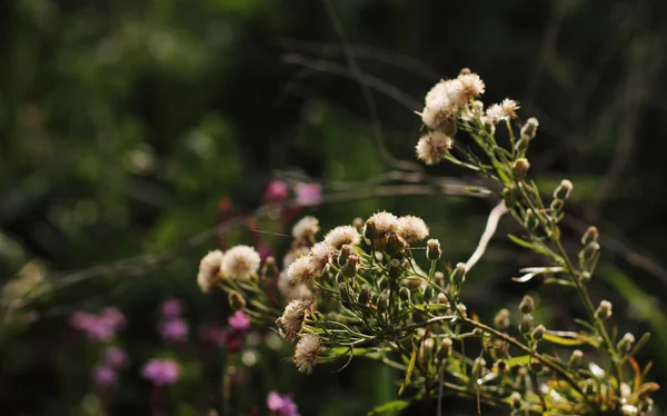 Naturalnym tle kwiatów — Zdjęcie stockowe