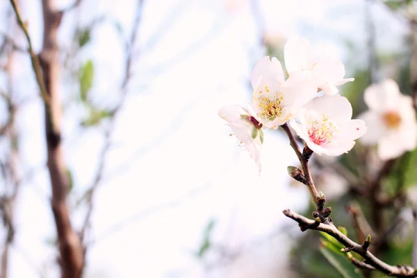 Küme badem çiçekleri — Stok fotoğraf