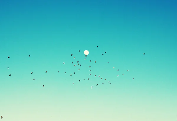 Birds flying over blue sky — Stock Photo, Image