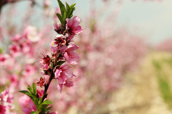 Blossoming cherry branches