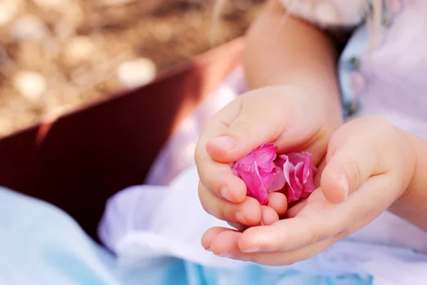 Hands holding pink flower — Stock Photo, Image
