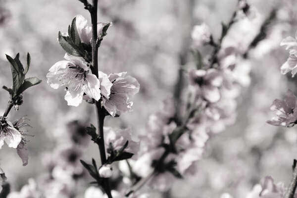 Blossoming cherry branches