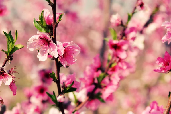 Virágzó cseresznyefa ágak — Stock Fotó
