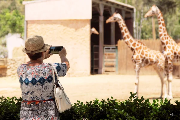 Elderly woman making picture of giraffes — Stock Photo, Image