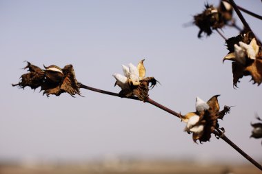 Olgun Pamuk pamuk alanıyla