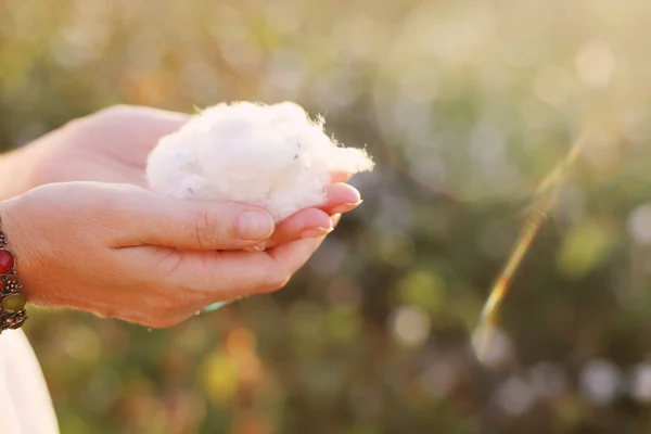 Les mains tiennent le coton naturel — Photo