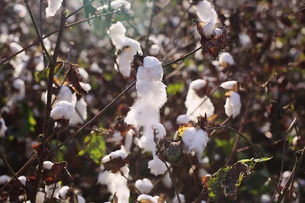 Cotton field with ripe cotton — Stock Photo, Image
