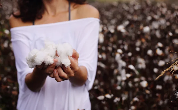 Mulher está segurando algodão natural — Fotografia de Stock