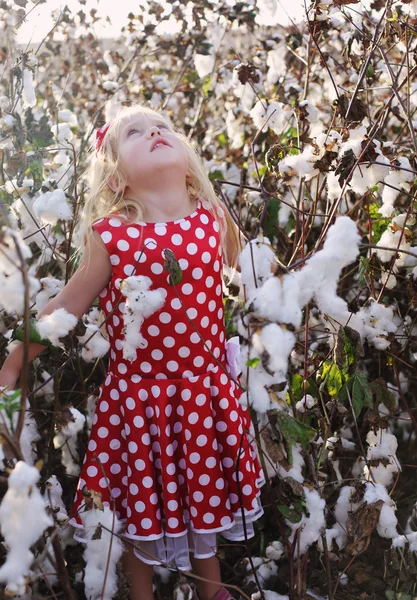 Niña de pie en el campo de algodón — Foto de Stock