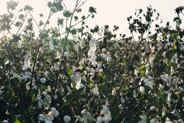 Bomullsfält med mogen bomull — Stockfoto