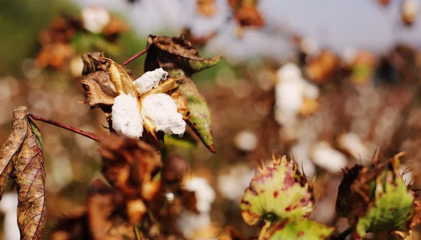 Cotton field with ripe cotton — Stock Photo, Image