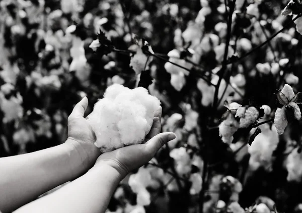 Hands is holding natural cotton — Stock Photo, Image