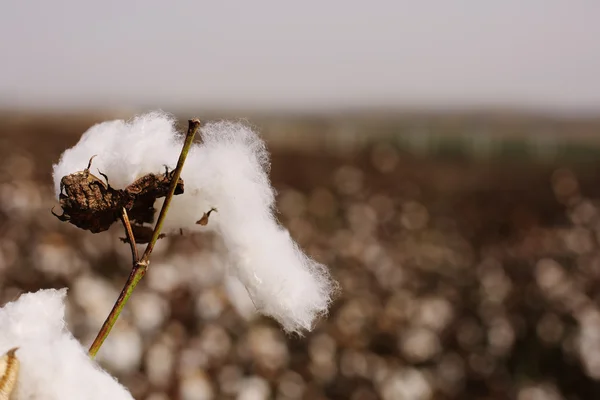 Cotton field with ripe cotton — Stock Photo, Image