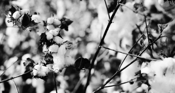 Cotton field with ripe cotton — Stock Photo, Image