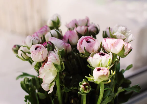 First spring flowers — Stock Photo, Image