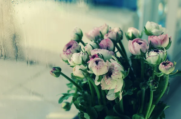 Första vårblommor — Stockfoto