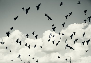 Güvercinler üzerinde gökyüzü uçan