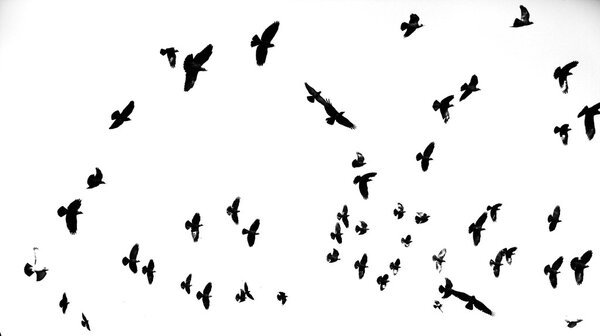 flying Pigeons over sky