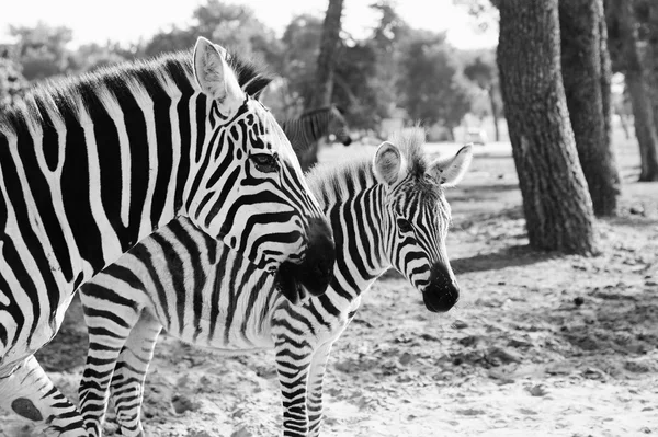 Hewan Zebras liar — Stok Foto