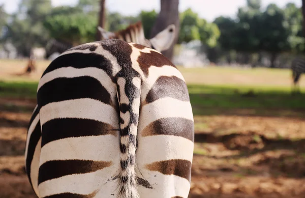 Wilde Zebras auf Safari — Stockfoto