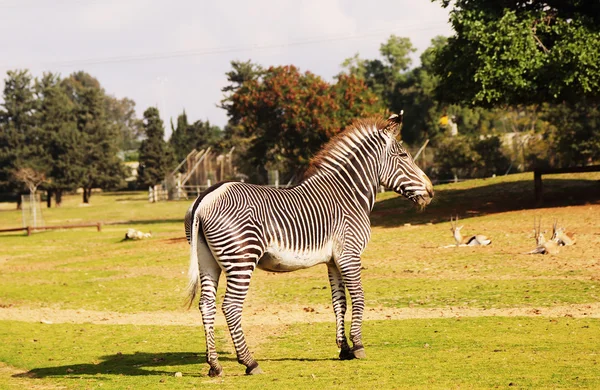 Wild Zebra v Safari — Stock fotografie