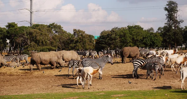 Wild animals in Safari — Stock Photo, Image