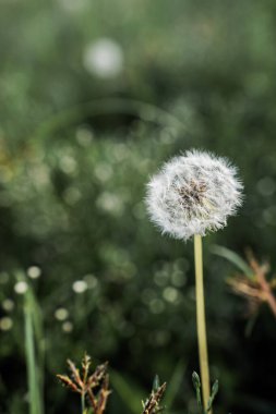 Primo piano makro di un soffione di tarassaco isolato su sfondo verde sfocato