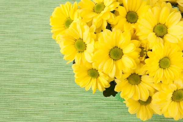 Petits chrysanthèmes jaunes — Photo