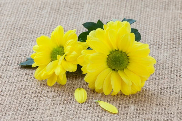 Petits chrysanthèmes jaunes — Photo