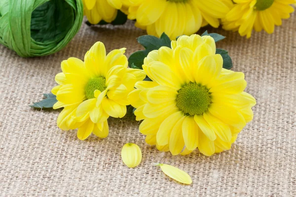 Petits chrysanthèmes jaunes — Photo