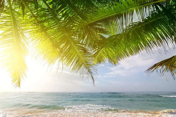 Palmas e oceano ao nascer do sol — Fotografia de Stock