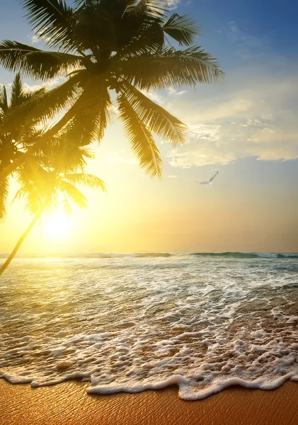 Bird over ocean — Stock Photo, Image