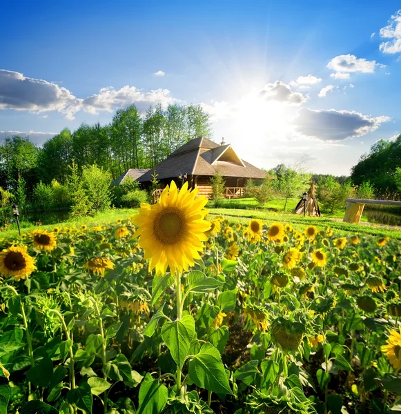 House and sunflowers — Stock Photo, Image